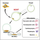 Illustration for article titled Scientists Use Cloning to Create Embryonic Stem Cells